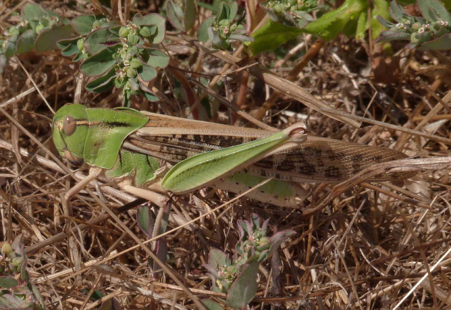 Locusta migratoria e Oedaleus decorus